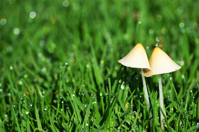 Zwei kleine Pilze im grünen Gras